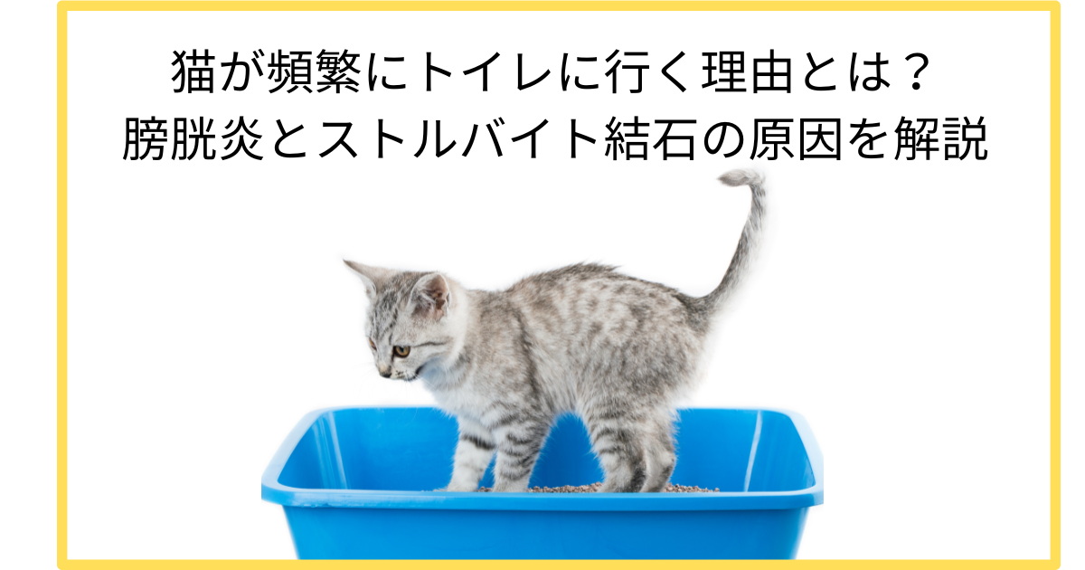 猫が何度もトイレに行く理由