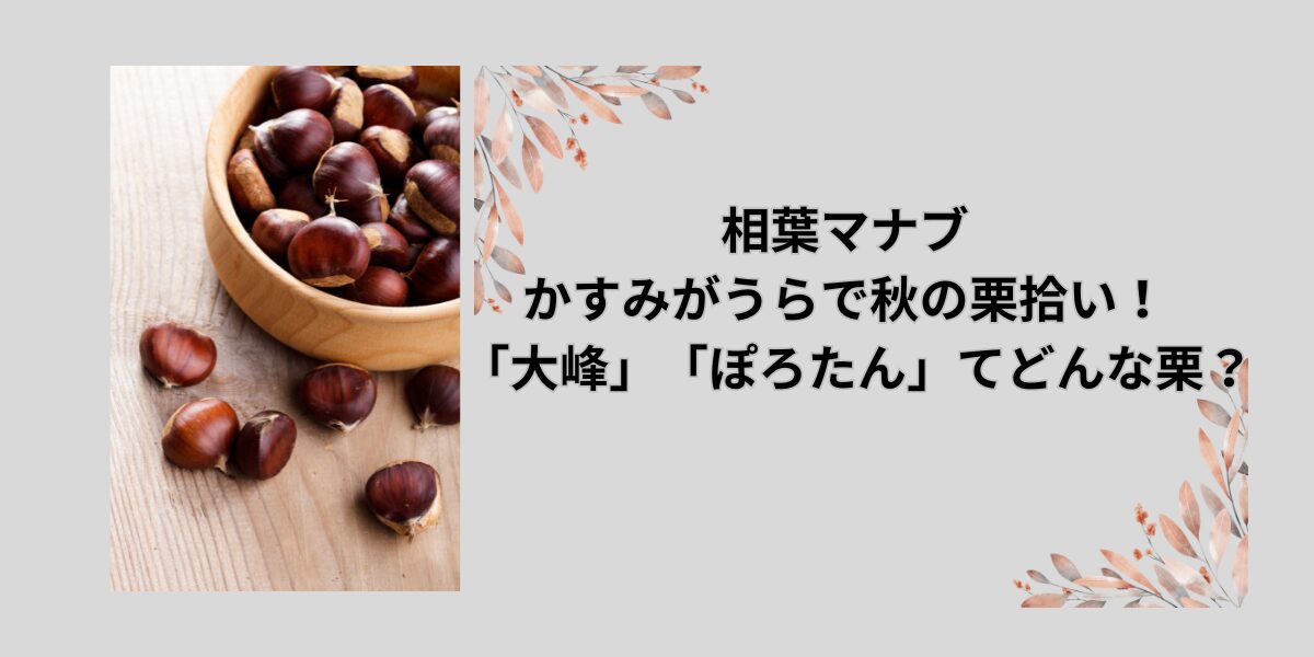 相葉マナブ かすみがうらで秋の栗拾い！ 「大峰」「ぽろたん」てどんな栗